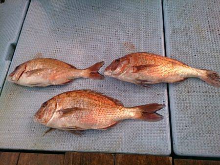 第二常豊丸 釣果