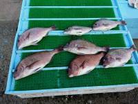 和歌山マリーナシティ釣り堀 釣果