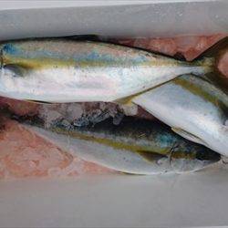 海宝丸　島根 釣果