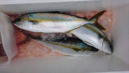 海宝丸　島根 釣果