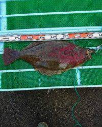 和歌山マリーナシティ釣り公園 釣果