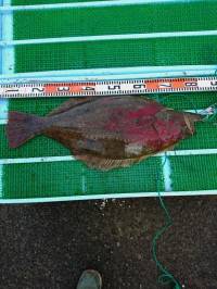 和歌山マリーナシティ釣り公園 釣果