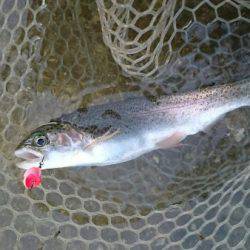 フィッシングエリア帝釈 釣果