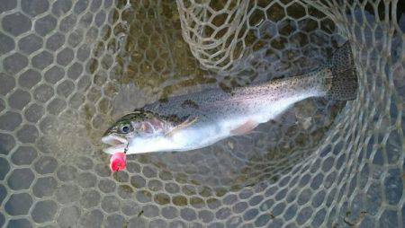 フィッシングエリア帝釈 釣果