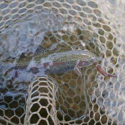 フィッシングエリア帝釈 釣果