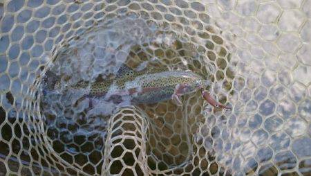 フィッシングエリア帝釈 釣果