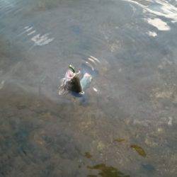 フィッシングエリア帝釈 釣果