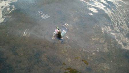 フィッシングエリア帝釈 釣果