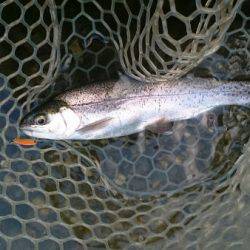 フィッシングエリア帝釈 釣果