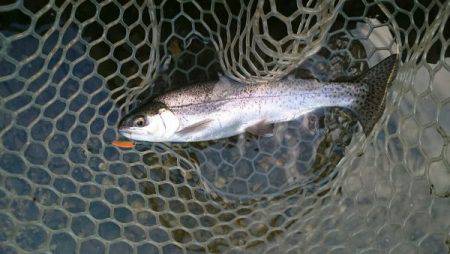 フィッシングエリア帝釈 釣果