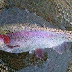 フィッシングエリア帝釈 釣果