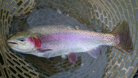 フィッシングエリア帝釈 釣果