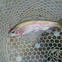 フィッシングエリア帝釈 釣果