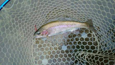 フィッシングエリア帝釈 釣果