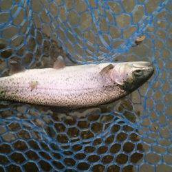 フィッシングエリア帝釈 釣果