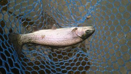 フィッシングエリア帝釈 釣果