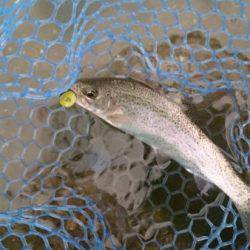 フィッシングエリア帝釈 釣果