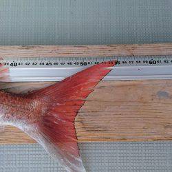 フィッシングボートACE(エース) 釣果