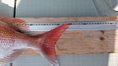 フィッシングボートACE(エース) 釣果