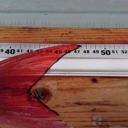 フィッシングボートACE(エース) 釣果