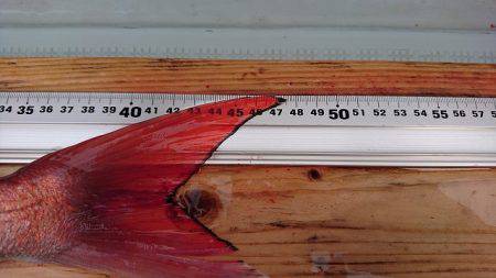 フィッシングボートACE(エース) 釣果