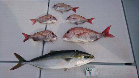 フィッシングボートACE(エース) 釣果