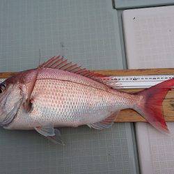 フィッシングボートACE(エース) 釣果