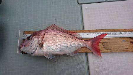 フィッシングボートACE(エース) 釣果