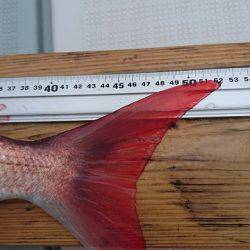 フィッシングボートACE(エース) 釣果