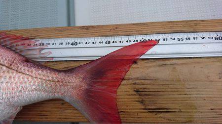 フィッシングボートACE(エース) 釣果