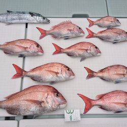 フィッシングボートACE(エース) 釣果