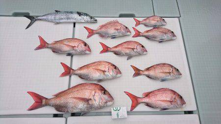 フィッシングボートACE(エース) 釣果