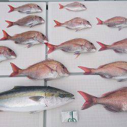 フィッシングボートACE（エース） 釣果