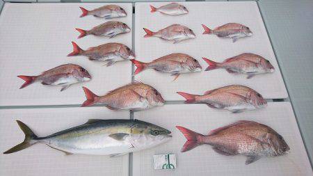 フィッシングボートACE（エース） 釣果