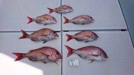 フィッシングボートACE（エース） 釣果