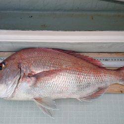 フィッシングボートACE(エース) 釣果