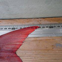 フィッシングボートACE(エース) 釣果