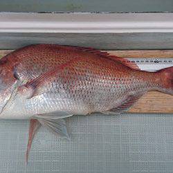 フィッシングボートACE(エース) 釣果