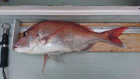 フィッシングボートACE(エース) 釣果