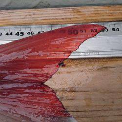 フィッシングボートACE(エース) 釣果