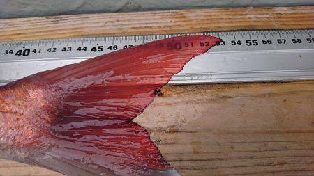 フィッシングボートACE(エース) 釣果