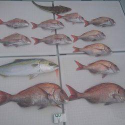 フィッシングボートACE(エース) 釣果