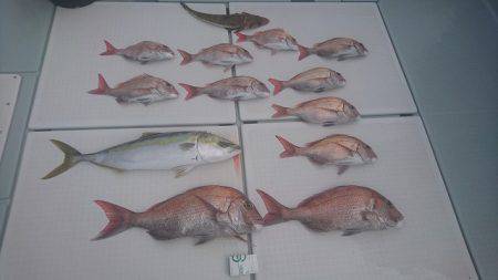 フィッシングボートACE(エース) 釣果