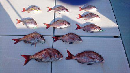 フィッシングボートACE（エース） 釣果