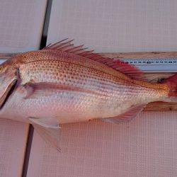 フィッシングボートACE(エース) 釣果