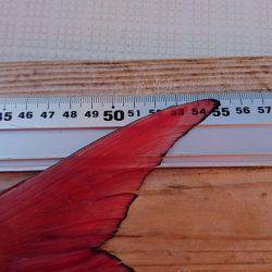 フィッシングボートACE(エース) 釣果