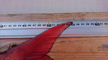 フィッシングボートACE(エース) 釣果