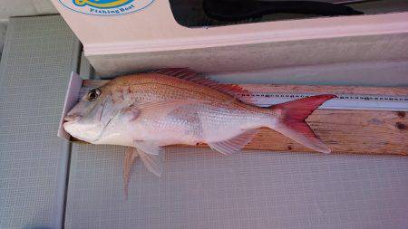 フィッシングボートACE(エース) 釣果