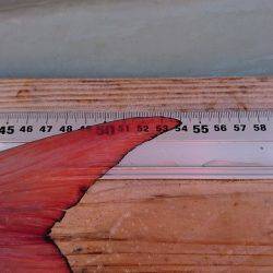 フィッシングボートACE(エース) 釣果