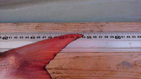 フィッシングボートACE(エース) 釣果